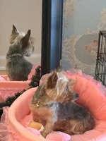 Pinky, a female Yorkshire Terrier for sale in Berwyn, IL – 4 of 4