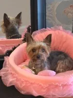 Pinky, a female Yorkshire Terrier for sale in Berwyn, IL – 2 of 4