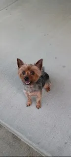 Pinky – Yorkshire Terrier puppy for sale in Berwyn, IL