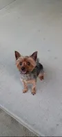 Pinky, a female Yorkshire Terrier for sale in Berwyn, IL – 1 of 4