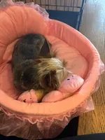 Pinky, a female Yorkshire Terrier for sale in Berwyn, IL – 3 of 4