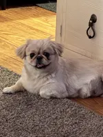 Anna, a female Pekingese for sale in Richlands, NC – Photo 2 of 2