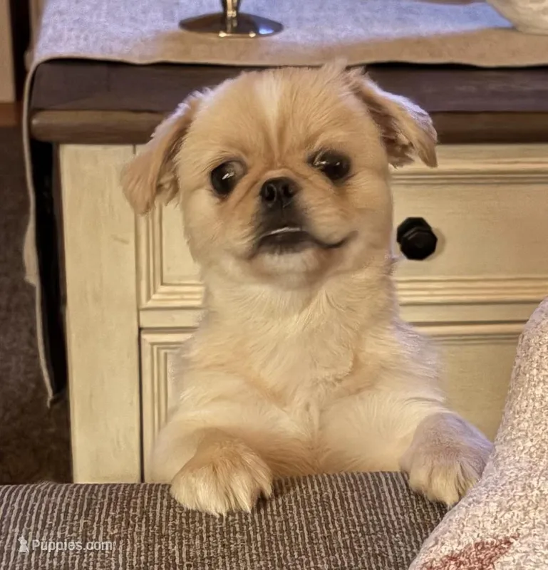 Anna – Pekingese puppy for sale in Richlands, NC