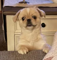 Anna, a female Pekingese for sale in Richlands, NC – Photo 1 of 2