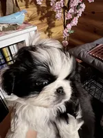 Black and white , a female Pekingese for sale in Richlands, NC – Photo 1 of 2