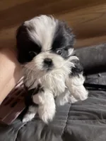 Black and white , a female Pekingese for sale in Richlands, NC – Photo 2 of 2