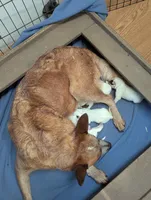 Poppy, a female Australian Cattle Dog for sale in Calhan, CO – Photo 2 of 2