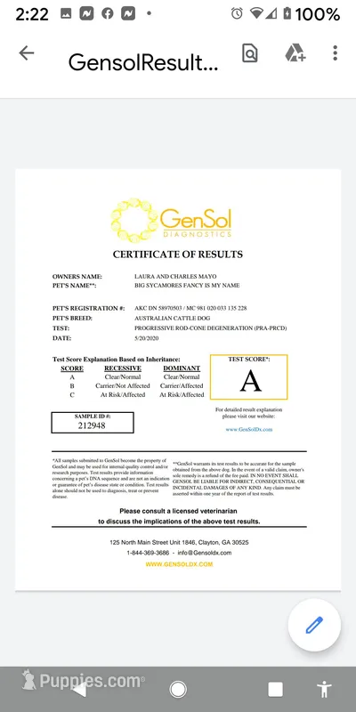 Poppy, a female Australian Cattle Dog for sale in Calhan, CO – Photo 1 of 2