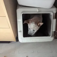 AKC Champion sire, red male, a male Australian Cattle Dog for sale in Calhan, CO – Photo 7 of 7