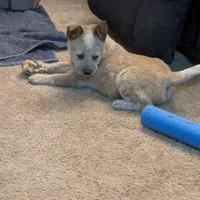 AKC Champion sire, red male, a male Australian Cattle Dog for sale in Calhan, CO – Photo 4 of 7