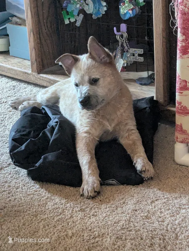 AKC Champion sire, red male – Australian Cattle Dog puppy for sale in Calhan, CO