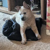 AKC Champion sire, red male, a male Australian Cattle Dog for sale in Calhan, CO – Photo 1 of 7