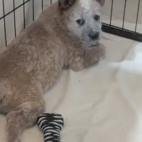 AKC Champion sire, red male, a male Australian Cattle Dog for sale in Calhan, CO – Photo 6 of 7