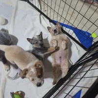 AKC Champion sire, red male, a male Australian Cattle Dog for sale in Calhan, CO – Photo 5 of 7