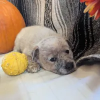 AKC Champion sire, red male, a male Australian Cattle Dog for sale in Calhan, CO – Photo 2 of 7