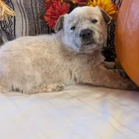AKC Champion sire, red male, a male Australian Cattle Dog for sale in Calhan, CO – Photo 3 of 7