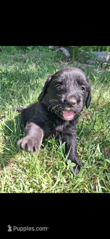 Lilly – Beagle, Golden Retriever puppy for sale in Plymouth, ME