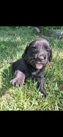 Lilly, a female Beagle and Golden Retriever for sale in Plymouth, ME – 1 of 1