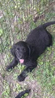 Sasha, a female Beagle and Golden Retriever for sale in Plymouth, ME – 1 of 1
