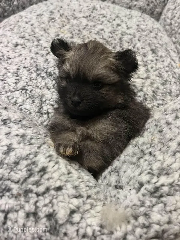 Ewok – Pomeranian puppy for sale in Oxford, NC