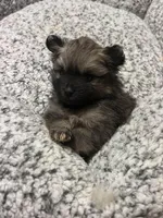 Ewok, a female Pomeranian for sale in Oxford, NC – Photo 1 of 4