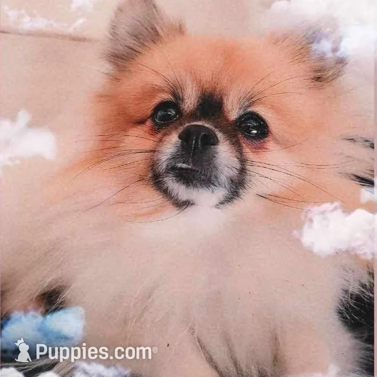 Ewok, a female Pomeranian for sale in Oxford, NC – Photo 2 of 4