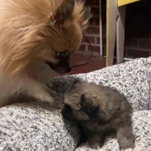 Ewok, a female Pomeranian for sale in Oxford, NC – Photo 4 of 4