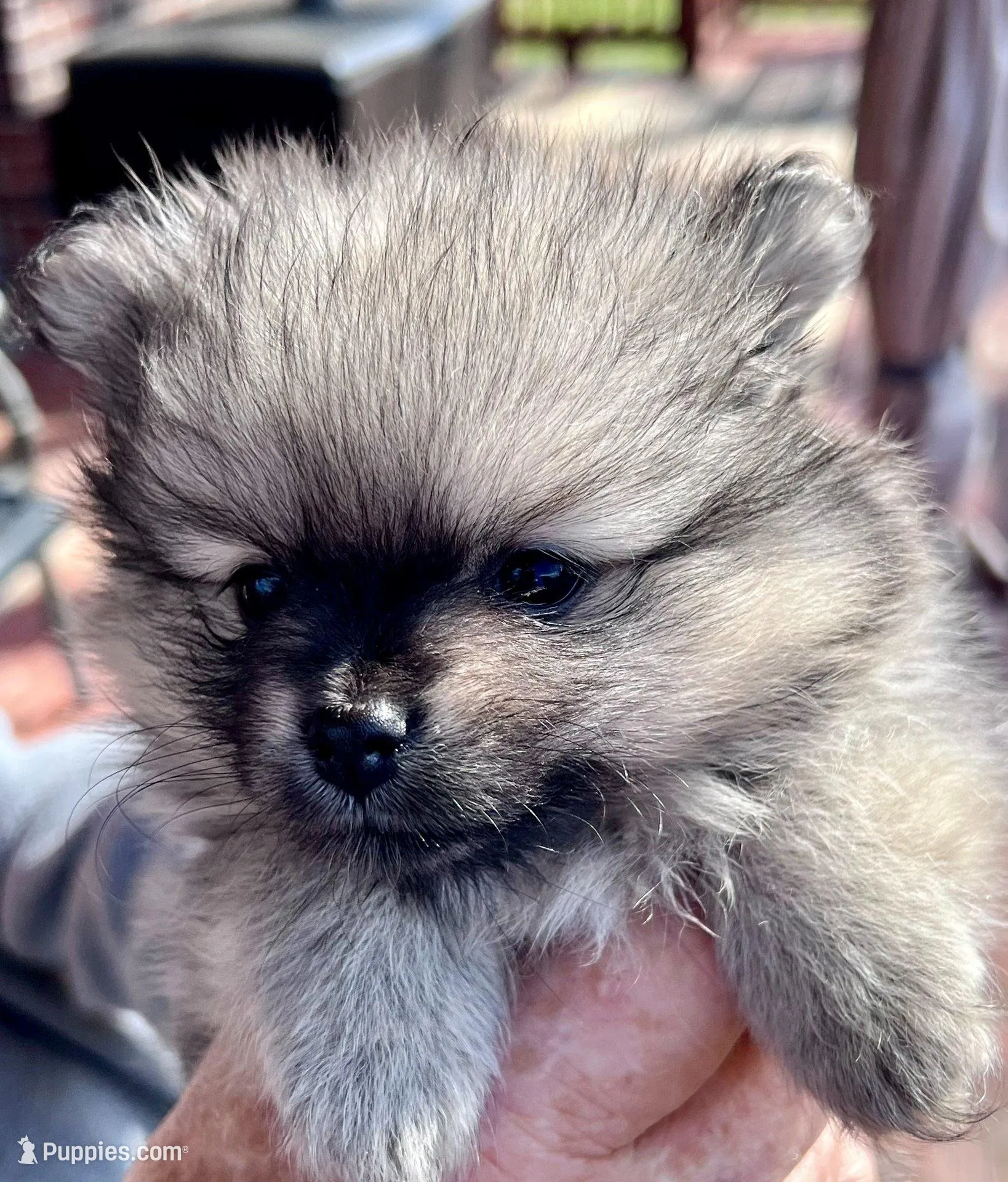 Marshmellow – Pomeranian puppy for sale in Oxford, NC