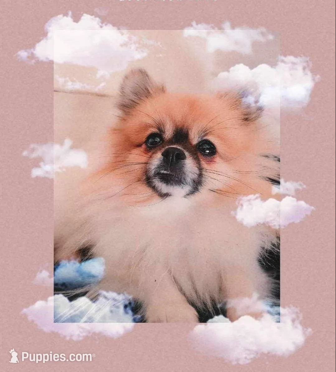 Marshmellow, a female Pomeranian for sale in Oxford, NC – Photo 2 of 3