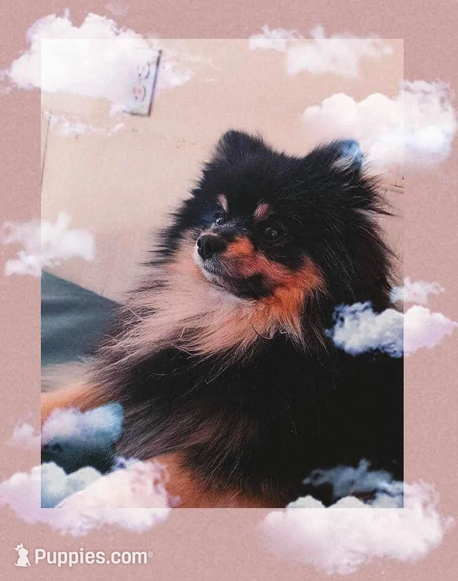 Marshmellow, a female Pomeranian for sale in Oxford, NC – Photo 3 of 3