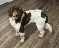 Millie , a female Goldendoodle for sale in Cleveland, GA – 3 of 8