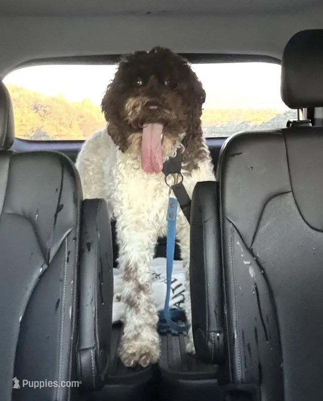 Millie  – Goldendoodle puppy for sale in Cleveland, GA