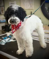 Sham, a male Goldendoodle for sale in Cleveland, GA – 2 of 3