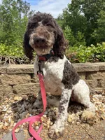 Millie , a female Goldendoodle for sale in Cleveland, GA – 8 of 8