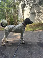 Millie , a female Goldendoodle for sale in Cleveland, GA – 6 of 8