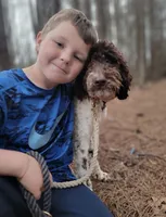 Millie , a female Goldendoodle for sale in Cleveland, GA – 2 of 8