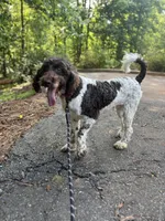 Millie , a female Goldendoodle for sale in Cleveland, GA – 4 of 8
