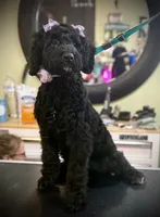 Caroline, a female Goldendoodle for sale in Cleveland, GA – 2 of 3
