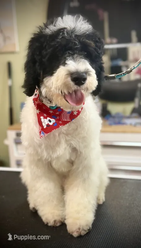 Jersey – Goldendoodle puppy for sale in Cleveland, GA
