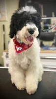 Jersey, a male Goldendoodle for sale in Cleveland, GA – 1 of 2