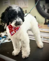 Sham, a male Goldendoodle for sale in Cleveland, GA – 3 of 3