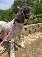 Millie , a female Goldendoodle for sale in Cleveland, GA – 7 of 8