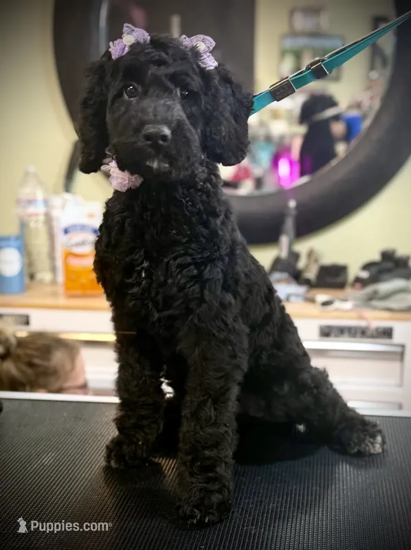Caroline – Goldendoodle puppy for sale in Cleveland, GA