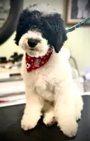 Jersey, a male Goldendoodle for sale in Cleveland, GA – 2 of 2