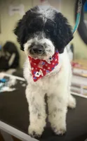 Sham, a male Goldendoodle for sale in Cleveland, GA – 1 of 3
