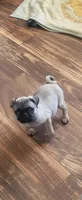 LOLA, a female Pug for sale in Albuquerque, NM – 2 of 2