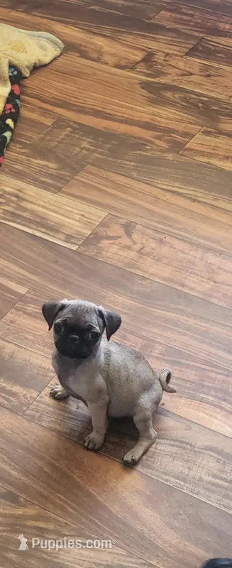 LOLA – Pug puppy for sale in Albuquerque, NM