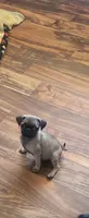 LOLA, a female Pug for sale in Albuquerque, NM – 1 of 2