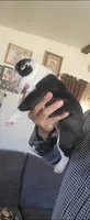 Princess, a female Boston Terrier for sale in Peralta, NM – 4 of 7