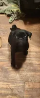 Pantera, a male Pug for sale in Albuquerque, NM – 2 of 3